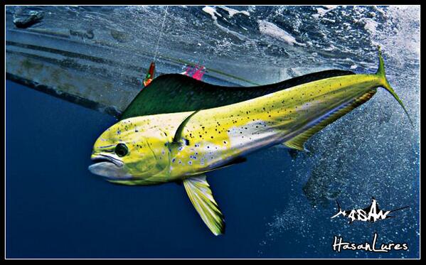 рыба корифена махи-махи. махи махи корифена. рыба дорадо корифена. морская рыба mahi-mahi. золотая корифена.