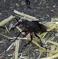 Magical orchard at #Chiswick Library is in place all summer. Yesterday a huge stag beetle frightened a teenager!