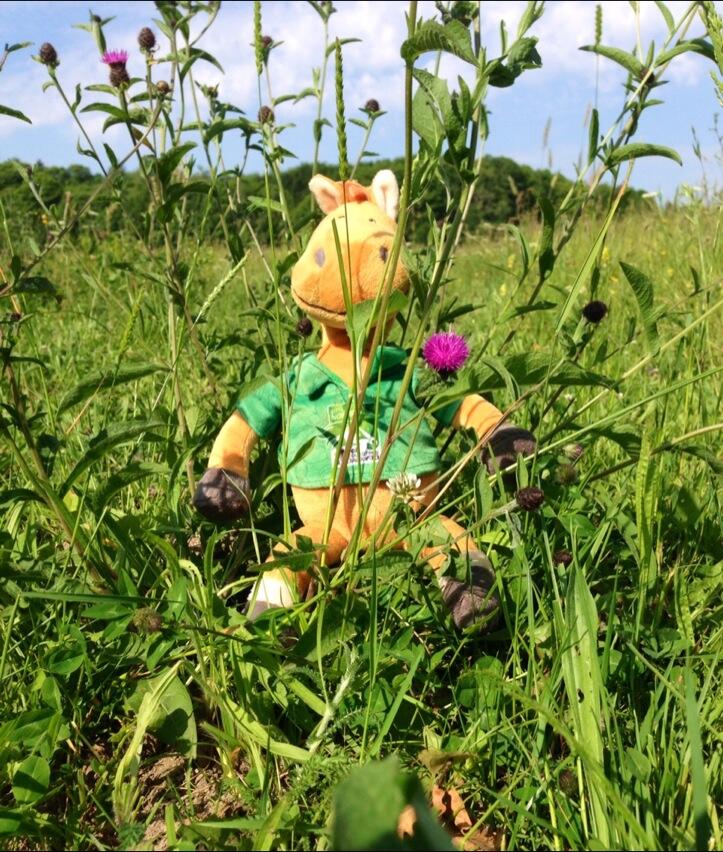 Permalien de l'image intégrée