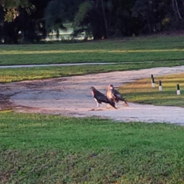 Peregrine Falcons joining Early Bird golfers on beautiful MSGC