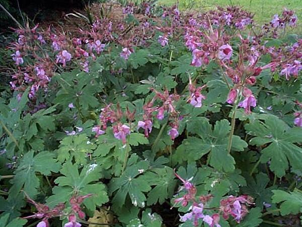 Plantheritage's tweet photo. Margaret Stone is opening her stunning #NatColl of geranium and Erigeron on Sun, 15th June.See:http://t.co/OgjrHFWbpR http://t.co/Ao77htqYWt