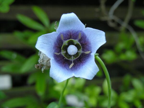Plantheritage's tweet photo. We have some fabulous #NatColl's open this weekend around the country. For details see: http://t.co/sOi86XeWol http://t.co/rkh6tviRcF