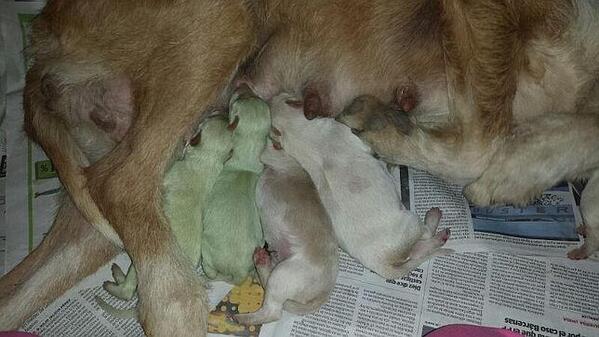 abc_es's tweet photo. ¿Más raro que un perro verde? http://t.co/4To9ObX7ir El refrán pierde sentido... ¡Han nacido dos en #Valladolid! http://t.co/8n83uz2auh