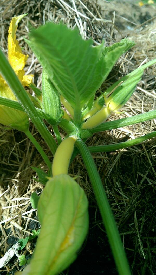 <a href="/Sissinghurstveg/">Sissinghurst veggies</a> our restaurant will be serving up our courgettes by this weekend!