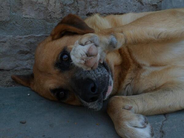 refugioenalerta's tweet photo. IMPOSIBLE NO ENAMORARSE DE WILSON..DALE RT @manupalok @nikitaneumann @Villarruel_clau @AlejandrAnimaL @UpaMascoteros http://t.co/bdBd3Rlbdd