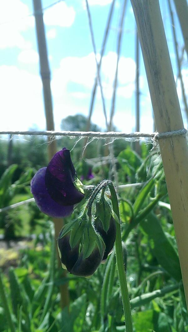 <a href="/Sissinghurstveg/">Sissinghurst veggies</a> sweet pea 'fragrant skies'