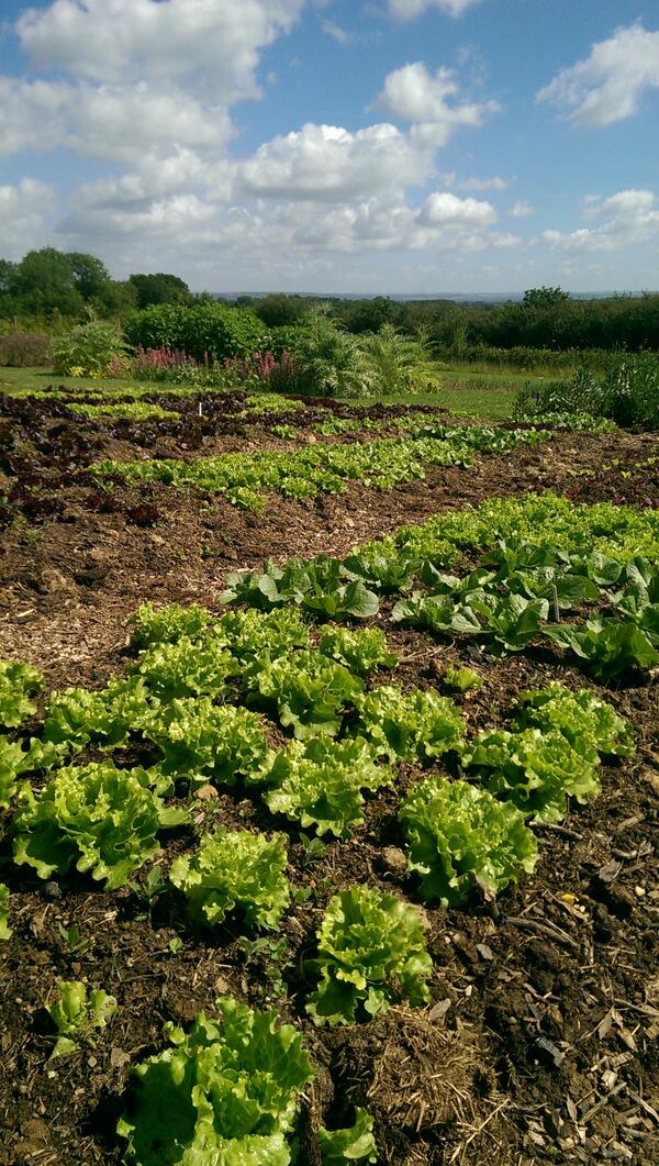 <a href="/Sissinghurstveg/">Sissinghurst veggies</a> there's lots of fabulous salads on their way