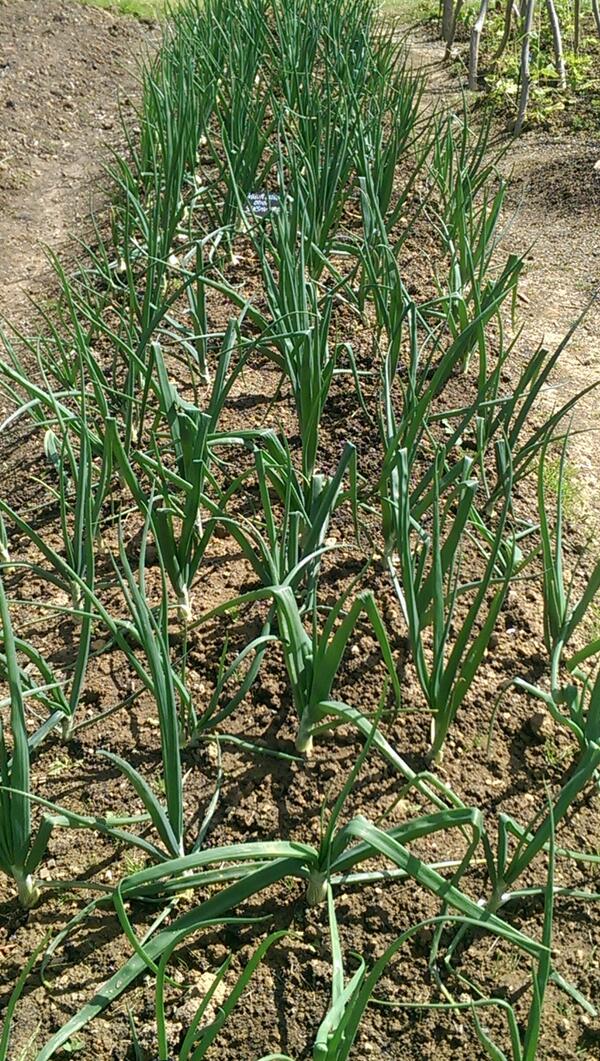 <a href="/Sissinghurstveg/">Sissinghurst veggies</a>  lots of lovely onions!