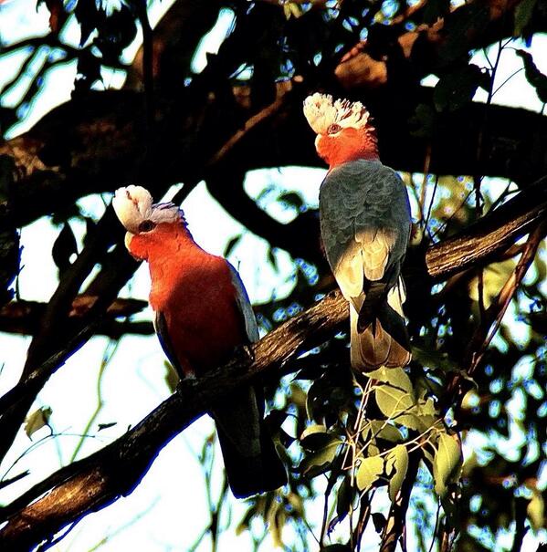 ArchibaldMandy's tweet photo. A couple of young galahs .,.. http://t.co/4osHfnPLFE