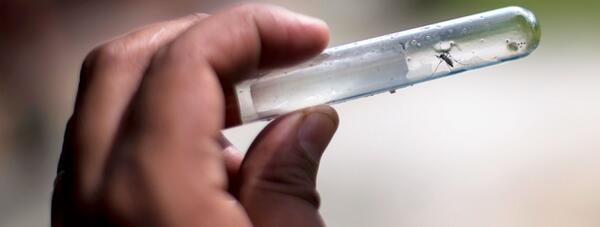 globovision's tweet photo. Confirman segundo caso del virus Chikungunya en Venezuela http://t.co/AawZ7I6tvT http://t.co/QjYgIjHyae
