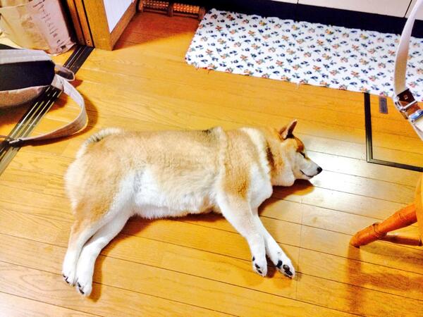 ほんとこいつでかいwwwwwwwwwww幅取りすぎw最近一緒に布団で寝てても重いし私の場所狭すぎるwwwwwwソファで寝てるとわざわざ顔の横に来て鼻息で 邪魔 と訴えどいてあげるとソファ占領。お前は人間か！！！この犬め！！w