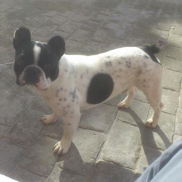 @Arahal_Informa  seme a perdido un BULLDOG FRANCES  como el de la foto por el reondon ave si me podeis alludar