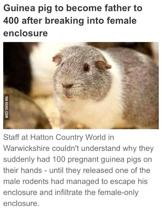 ChristaCeline's tweet photo. LOL! "@9GAG: This guinea pig knows what's up http://t.co/tneVTyvpix #animals http://t.co/FLD077s4qT"