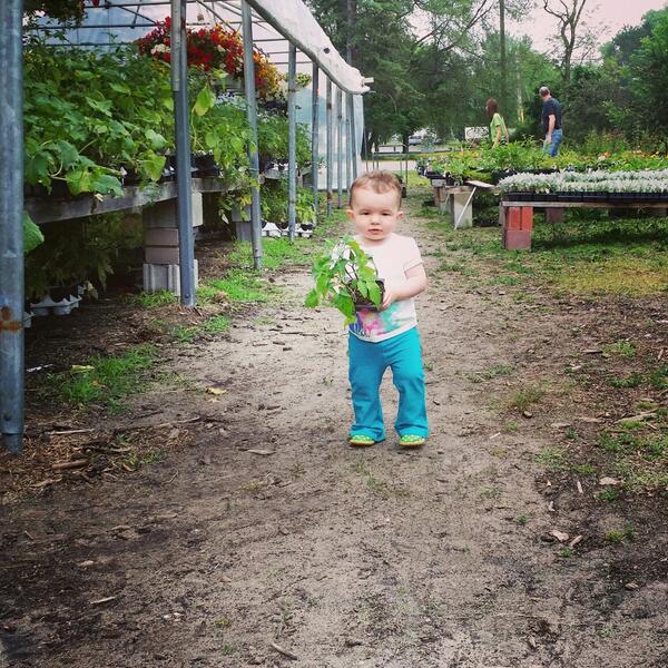 Gmapumpkinpatch's tweet image. How do you tell a 17 month old no, when she looks this cute?!  Guess we will he buying that plant
