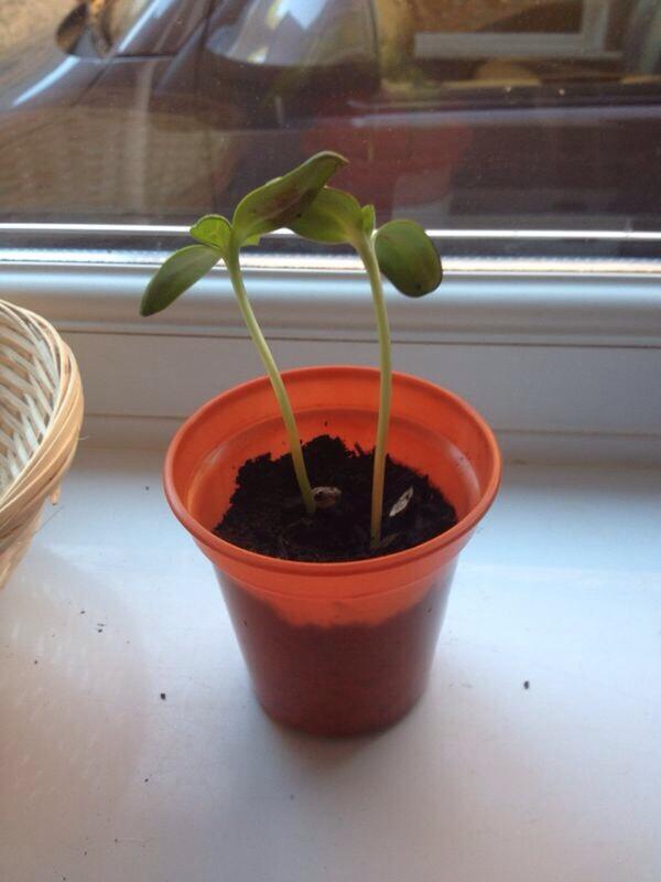 Nathan is very proud of his sunflowers Mrs Evans! 💦😊
