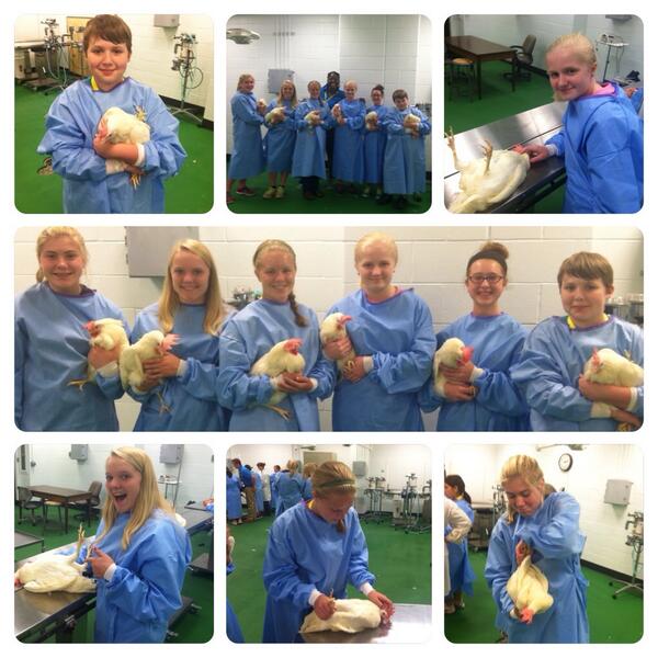 BoilerVetCamp's tweet photo. #TeamPig had fun with the chickens. #bvc2014 http://t.co/D8GurEzR40