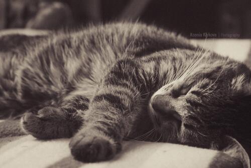 cutecatsvsdogs's tweet photo. #cutecatsvsdogs #cat http://t.co/cHjIjhS0Uc