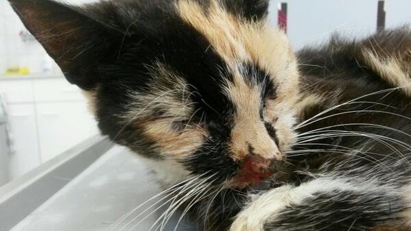 Ontzettend ziek #zwerfkatje binnen gebracht. Direct door naar de #dierenarts. Nu duimen dat ze het gaat redden!