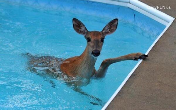 heypoolguy24's tweet photo. Have an unexpected pool guest - I can help http://t.co/dDuvUtGcea