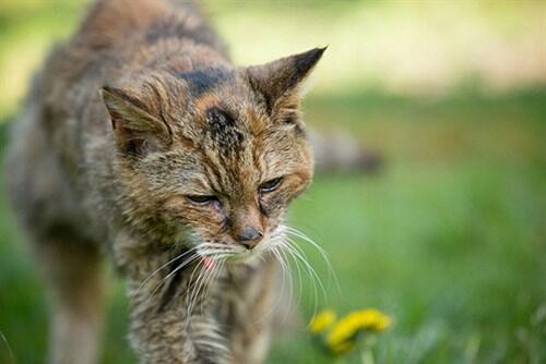 World’s Oldest Cat Dies