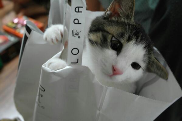 SOME0NE1_'s tweet photo. 고양이 쇼핑백. http://t.co/mopeLsX8B9