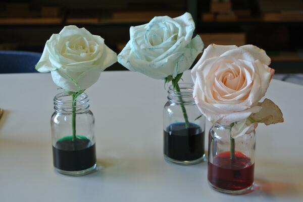 Students learn how water from soil enters the roots of the plant and travels through the stem #ScienceEducation