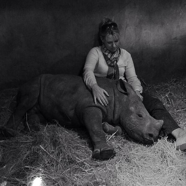 enews's tweet photo. This orphaned baby rhino can't sleep alone after watching poachers kill his mother: http://t.co/h6HshS1SK8 http://t.co/YuZmed0k95