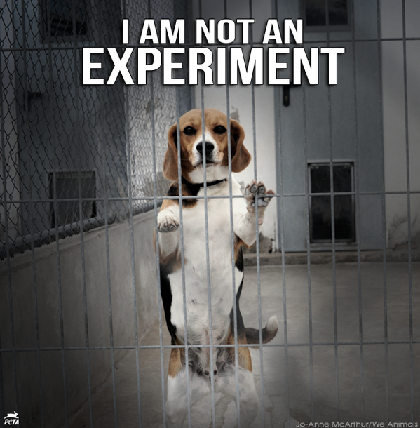 Dogs’ status as “man’s best friend” offers them no protection from being TORTURED in experiments. #StopAnimalTests
