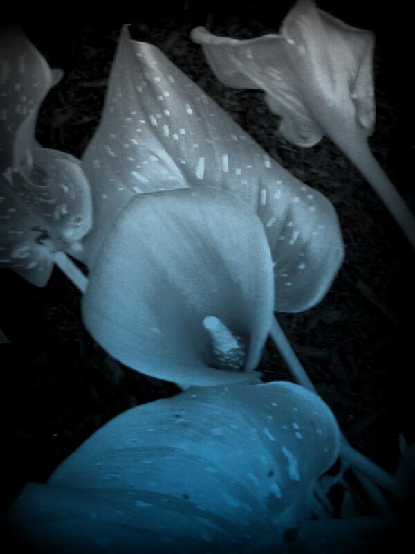CiBisART's tweet photo. #CiBisArt #lily #Hombre http://t.co/5f2k9EeVl3