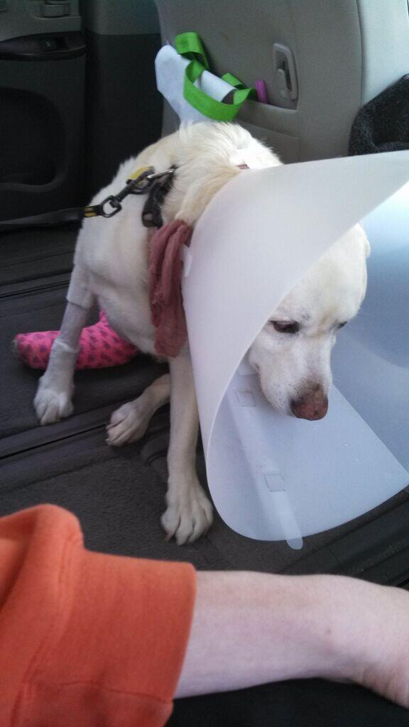 christoenglert's tweet photo. @perrycat_tweets she's buisy http://t.co/ufZvJS7O6p