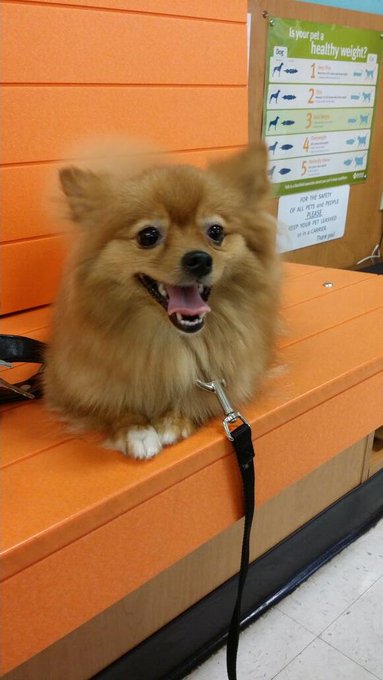 Roxy hates the vet lol http://t.co/EduVq2AIDO<a href="/tag/puppylove"class="tags"><span>#puppylove</span></a>