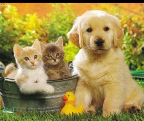 AnaRVn's tweet photo. Ánimoooo!! Y suerte a la futura mejor veterinaria del mundo! @martamsolis ,tu puedes!!! http://t.co/4043iP0pVw