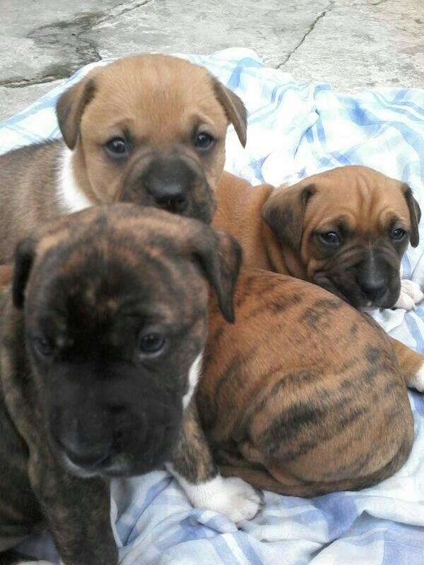 cristianre78's tweet photo. Al que quiera alguno de estos perritos, contactarse con esta cuenta. Tienen alrededor de un mes y se regalan http://t.co/0AJzqBc9NQ