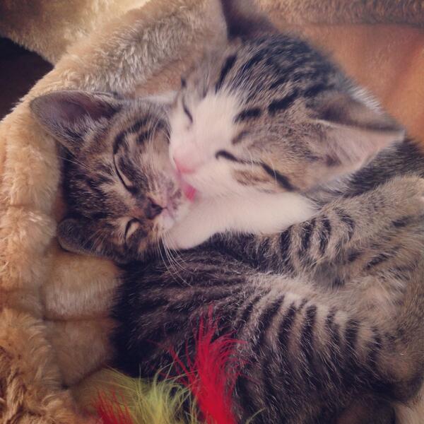 Kitten love #adoptus