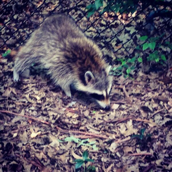 Raccoon in Central Park!