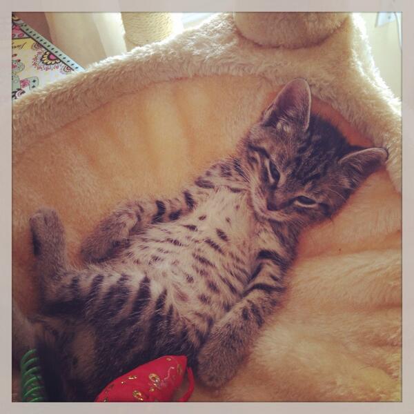 The definition of cat nap #adoptme