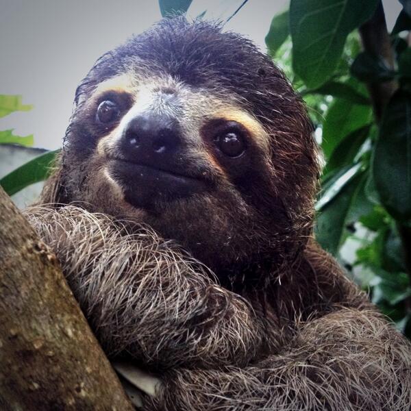 Slothville в Twitter: „Coconut is one deep sloth. Seen here pondering the meaning of life #philoslothical /XfHko0KPpw“ / Twitter Slothville в Twitter: „Coconut is one deep sloth. Seen here pondering the meaning of life #philoslothical /XfHko0KPpw“ / Twitter