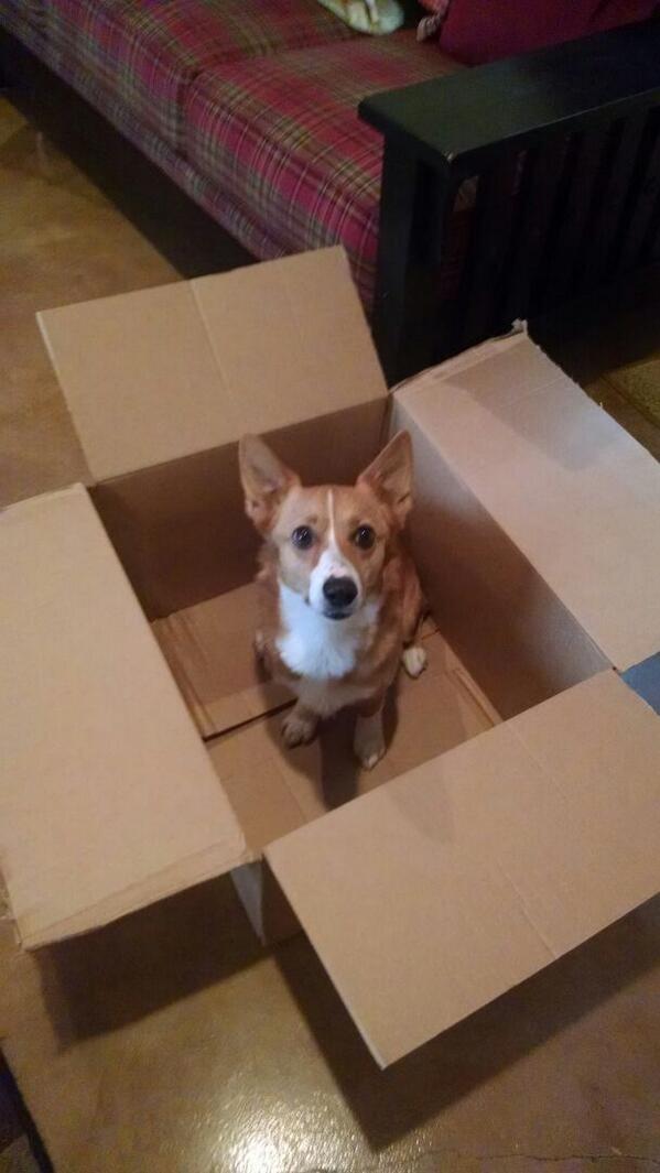 But, on the plus side, the dog loved it!