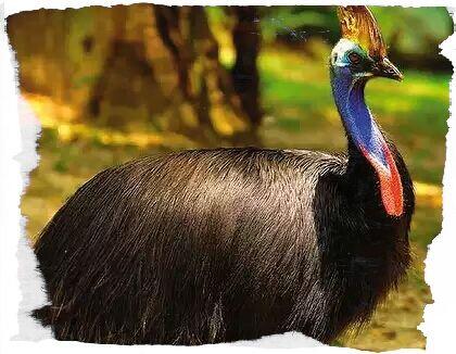 Pride_Lord's tweet photo. Cassowary - Most dangerous avian in the world. http://t.co/ceFRSPp44U