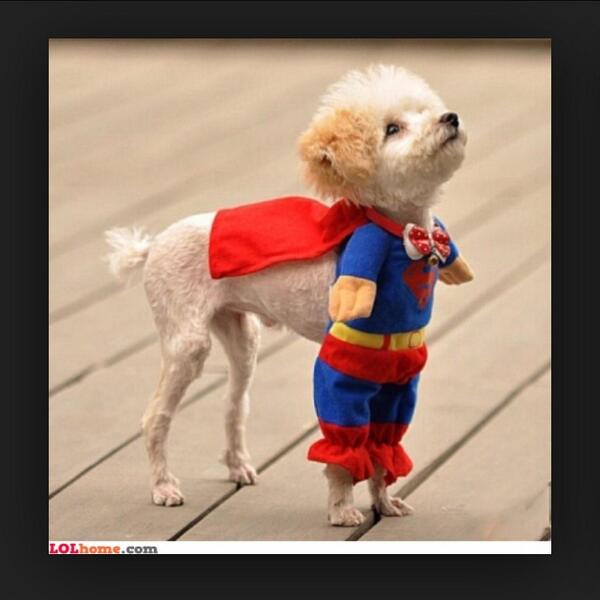 SuperHumor_'s tweet image. It's a bird... It's a plane... It's... SUPERDOG
