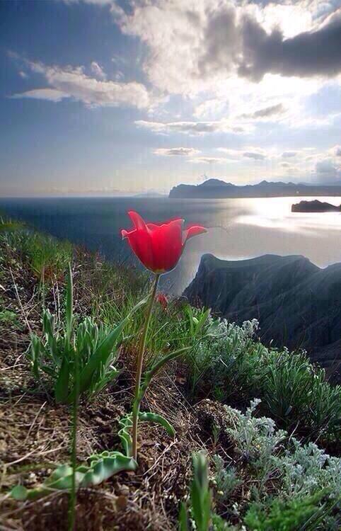 صور جديده يوميا V Twitter صباح الحب من قلب عشق روحك وتمناها عشق