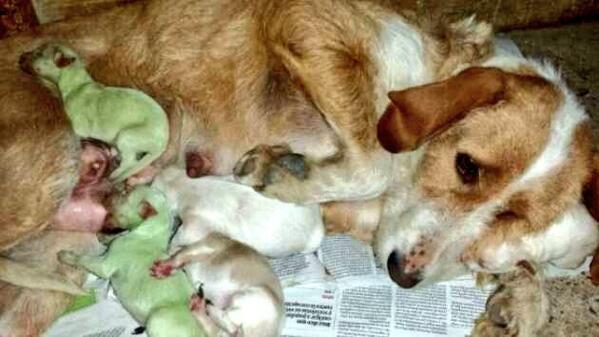 _Paisajes_'s tweet photo. Aunque parezca mentira nacen dos perros verdes en #Valladolid http://t.co/OofCqLJDTV