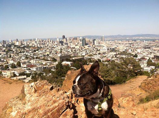 RoverSFO's tweet photo. Winner #2 of #RoverSFO #DogDaysOfSummer contest @lrahnlee and Maya! Here's Maya the Boston Terrier at Corona Heights! http://t.co/7ehyrFsOlO