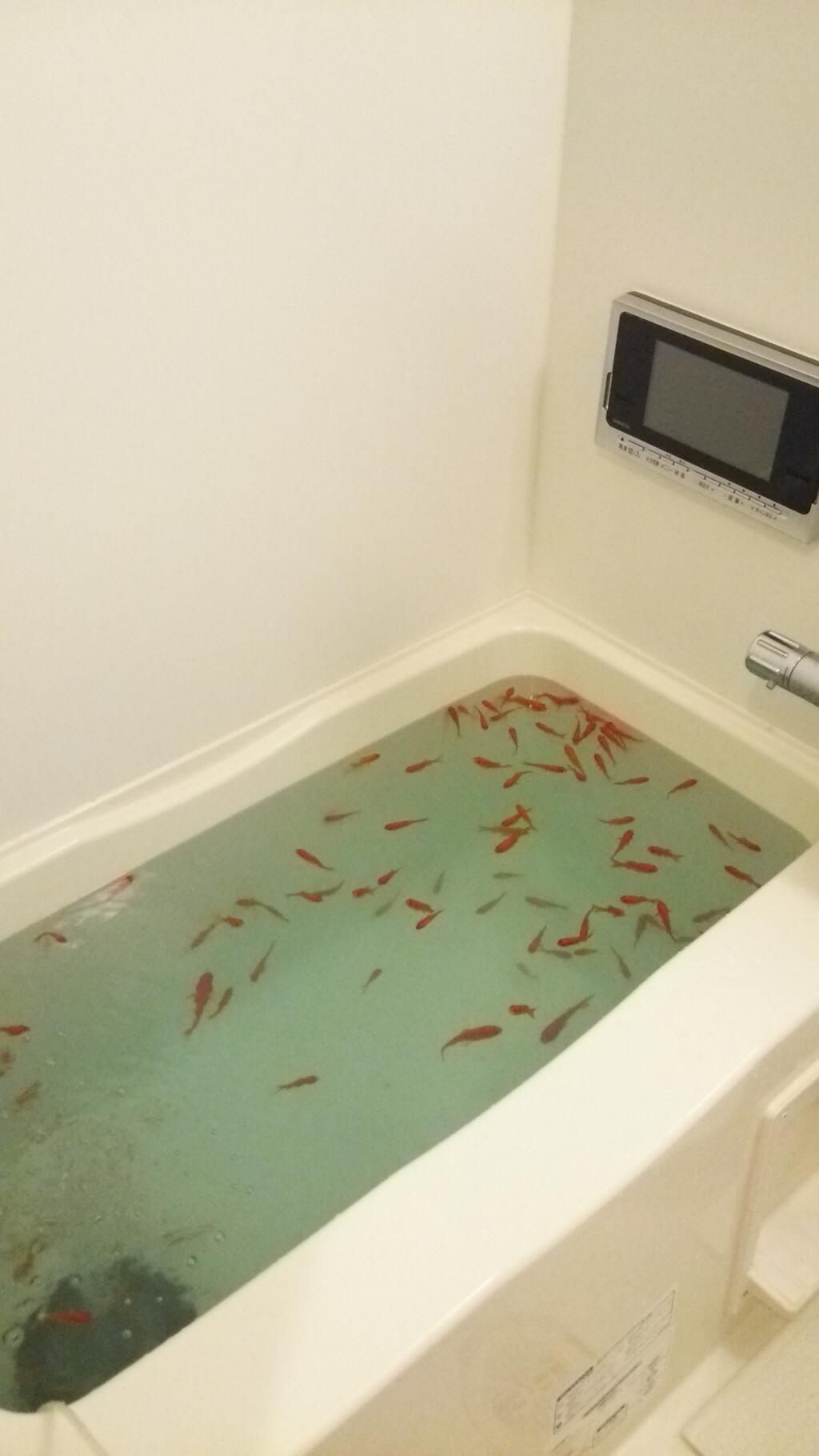 みみみ 拡散希望 北大祭の金魚掬いの店の余った金魚を後輩が全て引き取ったのですが 見ての通り風呂にも入れない状態になっております 札幌近辺で金魚を飼い たい 譲り受けてもいい という方はお知らせ下さい 若い和金 小赤 で5センチほどです Http