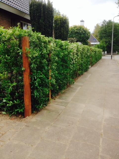 22MobilaneNL's tweet photo. Maar liefst een 23 meter lange Pyracanthahaag van #Mobilane  van een meter hoog gerealiseerd door @comfortuin Meppel! http://t.co/Q8RlDos8Pa