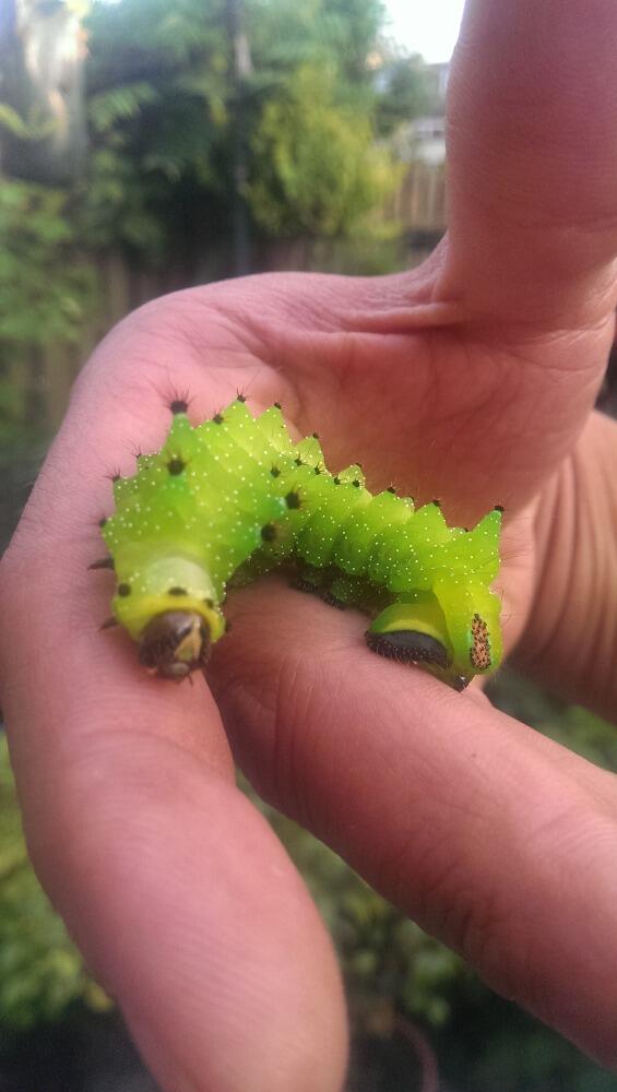 Jayithulp's tweet photo. @intratuin079 onder andere deze rups is aanwezig aanstaande zaterdag! http://t.co/ROvNKp3Ubt