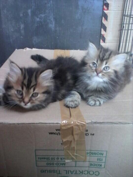 Bang ophic d'pirates (@ophicssfc) on Twitter photo 