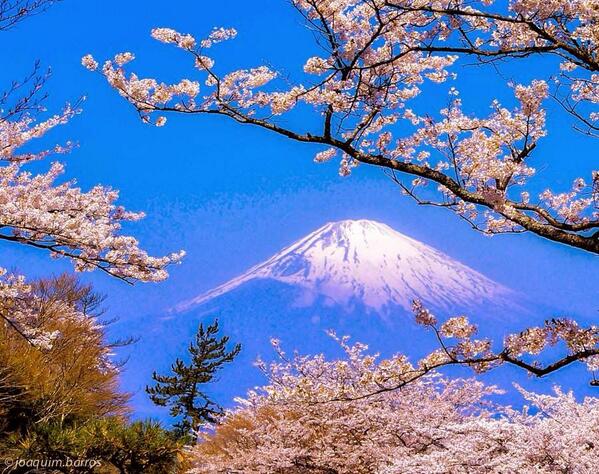 Cherry on ice by Joaquim Barros #Fuji #Japan #cherry #cherry_blossom #fuji_san #sakura