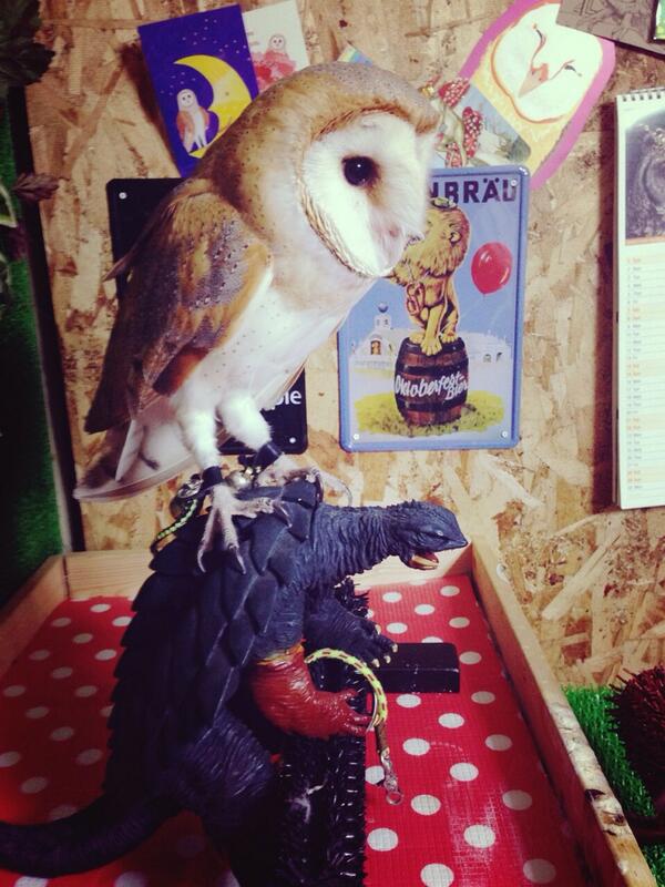 フクロウのくろあめちゃん ガメラをタクシーにするしいたけ 笑 リアルな亀に慣れてる事もあり 全くこわがらない O ゚ ゚ O しいたけ りんご剥いたらふくろう フクロウ ふくろう Owl Owls メンフクロウ 梟 Http T Co Qryboogr3k フクロウのくろあめちゃん ガメラをタクシーにするしいたけ 笑 リアルな亀に慣れてる事もあり 全くこわがらない O ゚ ゚ O しいたけ りんご剥いたらふくろう フクロウ ふくろう Owl Owls メンフクロウ 梟 Http T Co Qryboogr3k