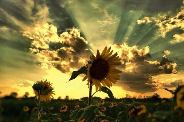 Good Day! Sunflower @ Alsace, France #InspirationDay #flowers #NaturalBeauty #nature #CGE